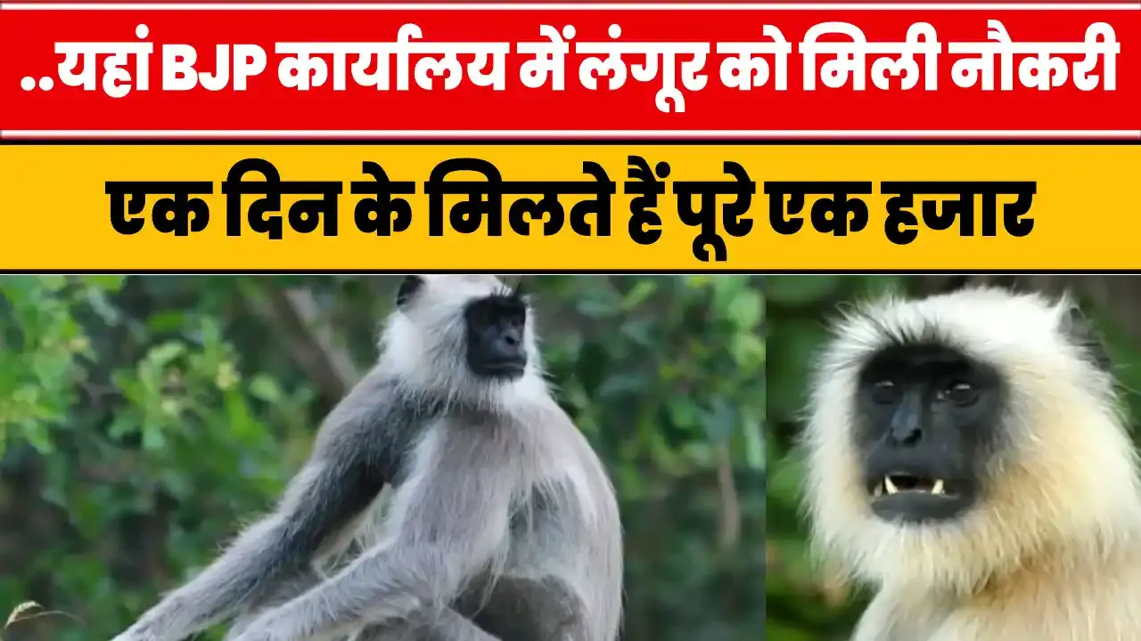 BJP Office Monkey Salary || यहां BJP कार्यालय में लंगूर को मिली नौकरी || एक दिन के मिलते हैं पूरे एक हजार