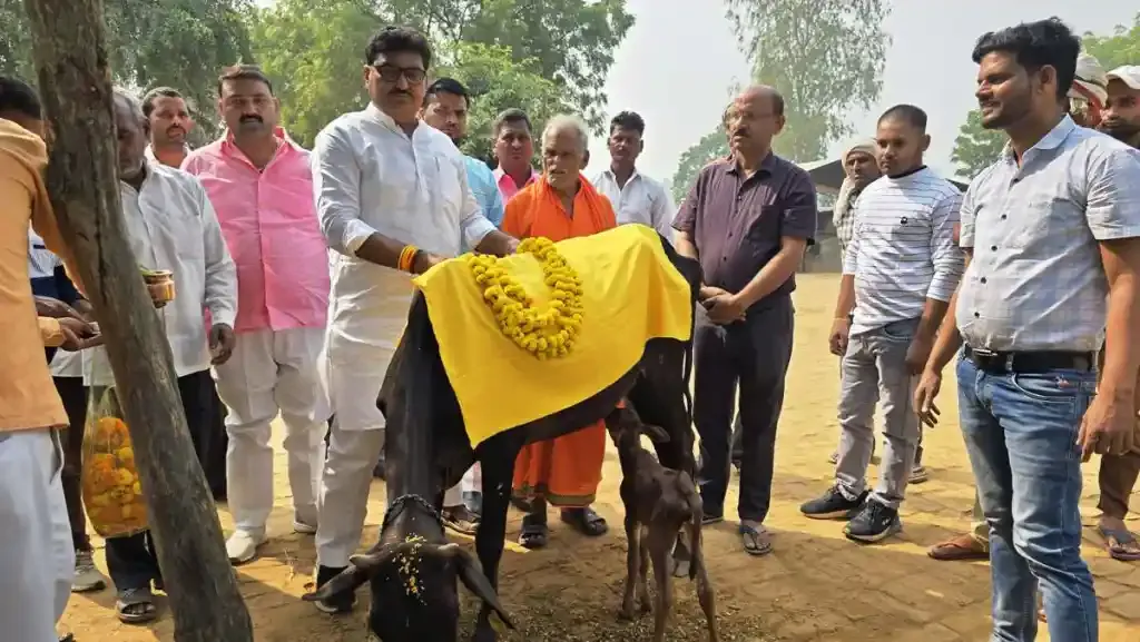 गोवर्धन पूजा  पर विधायक अजय सिंह ने किया गौ पूजन