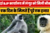 BJP Office Monkey Salary || यहां BJP कार्यालय में लंगूर को मिली नौकरी || एक दिन के मिलते हैं पूरे एक हजार