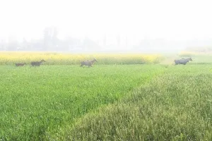 छुट्टा पशु किसानों की मेहनत पर फेर रहे पानी ,फसल को भारी नुकसान