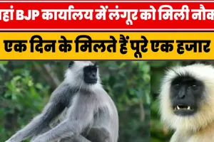 BJP Office Monkey Salary || यहां BJP कार्यालय में लंगूर को मिली नौकरी || एक दिन के मिलते हैं पूरे एक हजार